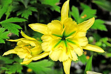 Hymenocallis Sulphur Queen