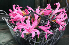 Nerine Bowdenii
