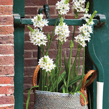 Ornithogalum Thyrsoides