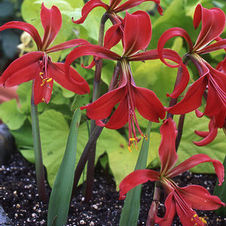 Sprekelia formosissima