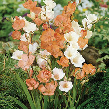 Tritonia Crocata