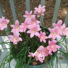 Zephyranthes Robustus