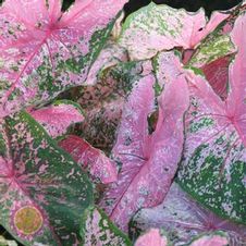 Caladium Retail Package Assortment #1