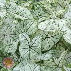 Caladium Retail Package Assortment #2