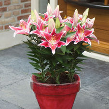 Lily Tiny Oriental 'After Eight'