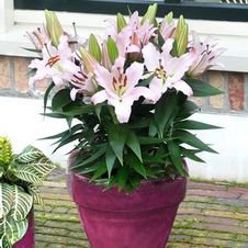 Lily Tiny Oriental 'Sunny Bonaire'