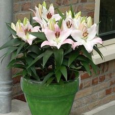 Lily Tiny Oriental 'Sunny Borneo'