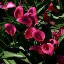 Calla 'Garnet Glow'