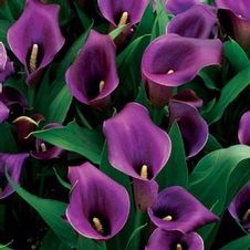 Calla 'Regal'