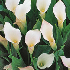 Calla 'Crystal Blush'