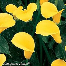 Calla 'Sunshine'