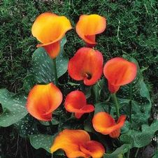 Calla 'Flame'