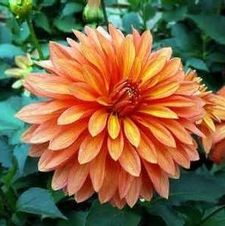 Dahlia melody 'Swing'