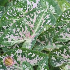 Caladium fancy leaf 'Apollo Pink'