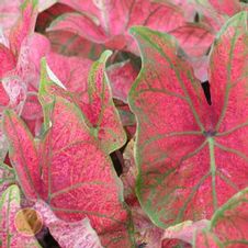 Caladium fancy leaf 'Festiva'