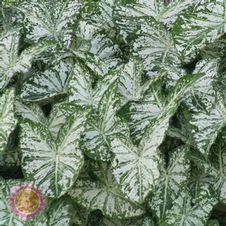 Caladium fancy leaf 'Florida Blizzard'