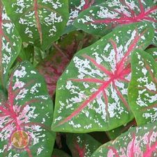 Caladium fancy leaf 'Florida Calypso'