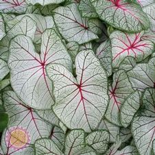 Caladium fancy leaf 'Florida Fantasy'