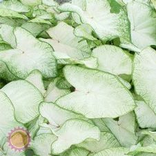 Caladium fancy leaf 'Florida Moonlight'
