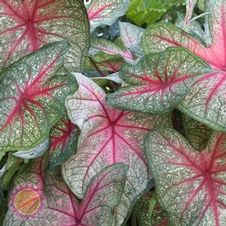 Caladium fancy leaf 'FM Joyner'