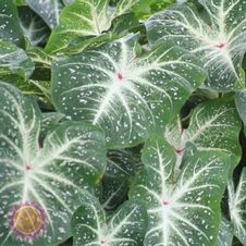 Caladium fancy leaf 'Galaxy'