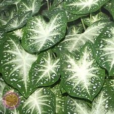 Caladium fancy leaf 'Stardust'