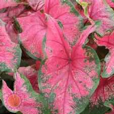 Caladium fancy leaf 'Tom Tom'