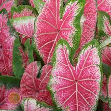 Caladium fancy leaf 'Mrs. WB Halderman'