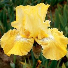 Bearded Iris germanica Again & Again