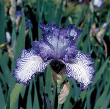 Bearded Iris germanica Autumn Circus