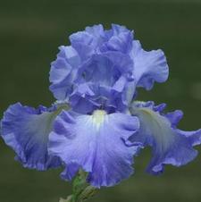 Bearded Iris germanica Buckwheat