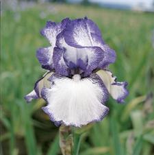 Bearded Iris germanica Hemstiched
