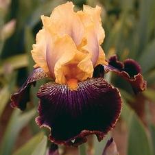 Bearded Iris germanica Champagne Elegance