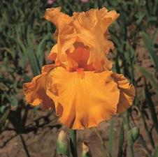 Bearded Iris germanica China Dragon