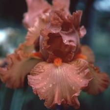 Bearded Iris germanica Cooper Classic