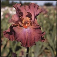 Bearded Iris germanica Cranberry Ice