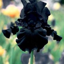 Bearded Iris germanica Dark Passion