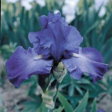 Bearded Iris germanica Feed Back