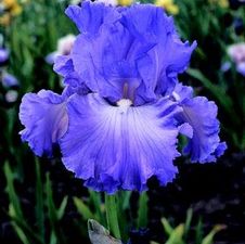 Bearded Iris germanica Fragrant Lilac