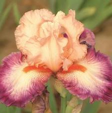 Bearded Iris germanica Live Music