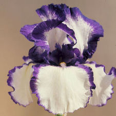 Bearded Iris germanica Loop de Loop