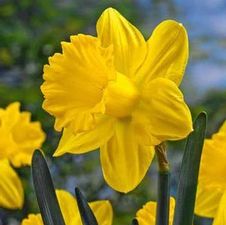 Daffodil trumpet 'Exception'