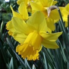 Daffodil large cupped 'Tamara'
