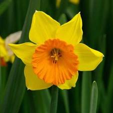 Daffodil large cupped 'Early Flame'