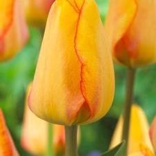 Tulip darwin hybrid 'Blushing Apeldoorn'