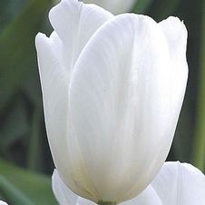 Tulip single late 'Clearwater'