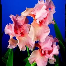 Bearded Iris germanica Magical Encounter