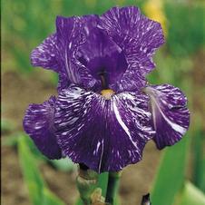 Bearded Iris germanica Batik