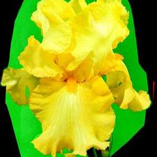 Bearded Iris germanica New Moon