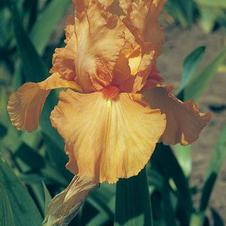 Bearded Iris germanica Orange Harvest